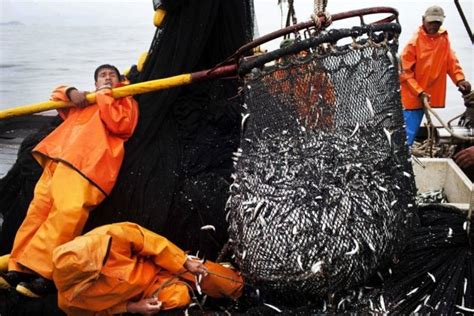 Impact Of Overfishing Greenstories