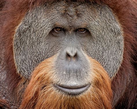 Descărcați imagini uimitoare gratuite despre urangutan. Sumatran Orangutan