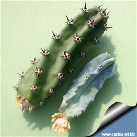 Good to know!a successful transplant cacti at home requires careful preparation of the new capacity. Stem cutting