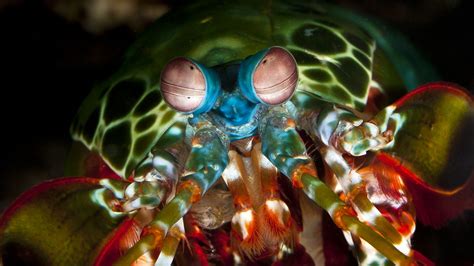 Mantis Shrimp Great Barrier Reef Foundation
