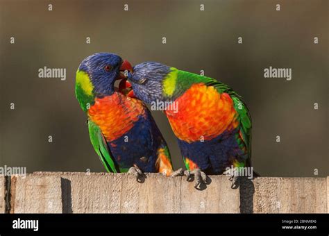 Two Rainbow Lorikeets Trichoglossus Moluccanus Cuddling On A Fence