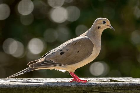 What Does It Mean When A Mourning Dove Visits You Christian Faith Guide