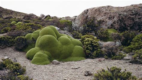 6 Photos Of The Oldest Living Things In The World Mother Jones