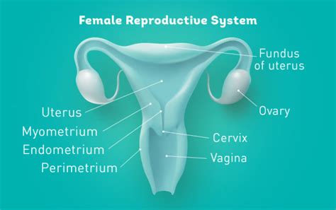 Repromed Understanding Your Fertility