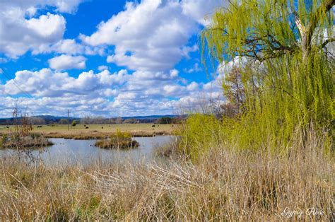 The water is often groundwater, seeping up from an aquifer or spring. Jerrabomberra Wetlands Nature Reserve - Canberra
