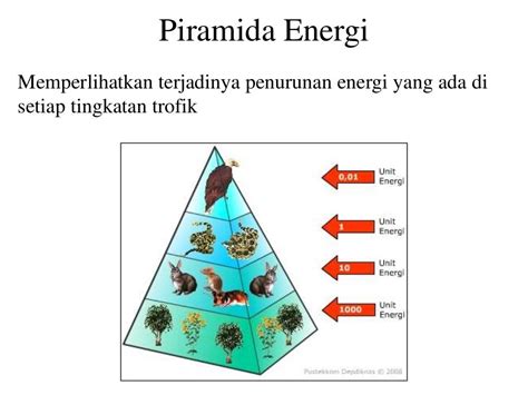 Detail Contoh Piramida Biomassa Koleksi Nomer 15