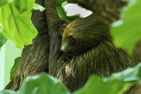 Sloth Sleeping Photograph By John Benedict Fine Art America