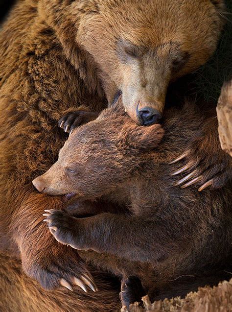 20 Adorable Pictures Of Momma Bears With Their Cubs Cube Breaker
