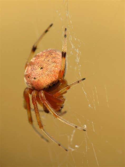 Pa Spiders Pictures Of Spiders In Pennsylvania Western Pest Services