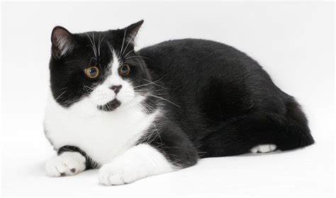 Tuxedo Cat British Shorthair Black And White Cat Breeds Dogs And Cats