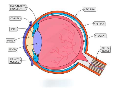 The Eye Parts And Functions Diagram Quizlet