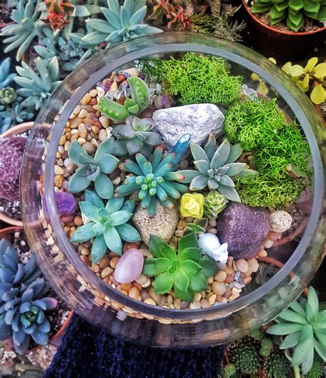 How To Make A Succulent Terrarium The Easy Way