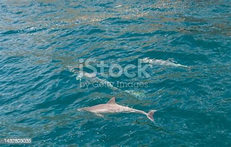 Free Photos Dolphin Swimming Three Water Republica