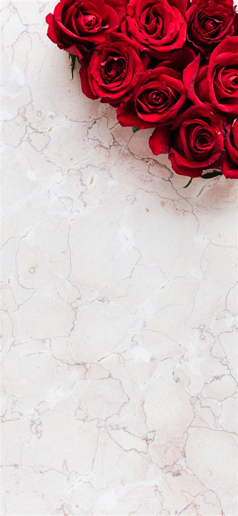 49+ Beautiful Rose iPhone Wallpaper (HD Quality)