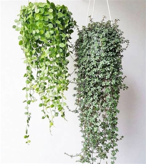 20 Cute Indoor Hanging Plants Ideas For This Spring In 2020 Hanging