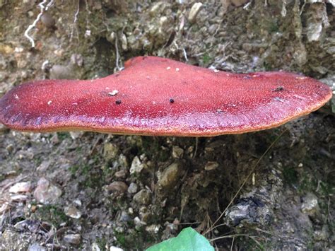 Fungus (countable and uncountable, plural fungi or funguses). Beefsteak Fungus
