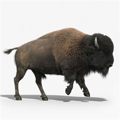 Bison are large herd animals. Bison FUR ANIMATED by cgmobile. High Detailed ...