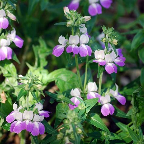 Check spelling or type a new query. CA Native Wildflowers: Chinese Houses (Collinsia ...