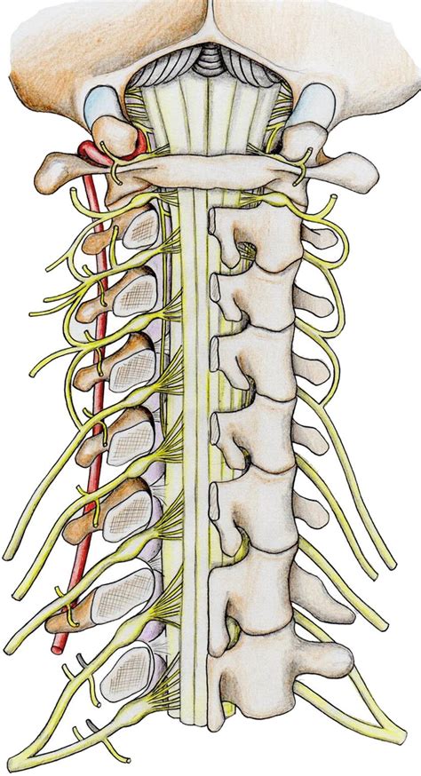 Cervical Spine With Ligaments And Nerves Posterior Vi