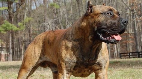 Top 25 Most Dangerous Dog Breeds With Pictures