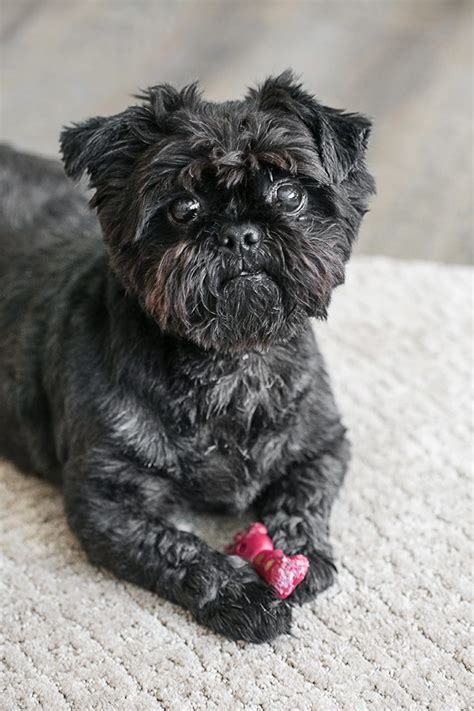 Which carpet is best for pets? Awesome Pet Friendly Carpet | PetProof Carpet at The Home ...