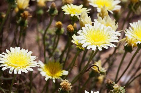 We did not find results for: Spring flowers in Mojave Desert, Arizona | Spring flowers ...
