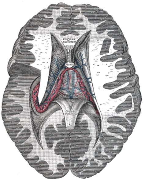 Choroid Plexus Anatomy