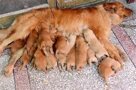 Moms And Pups Cuteness Overflow