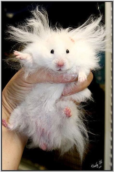 Hamster Love Cuteness Cute Animals Pinterest