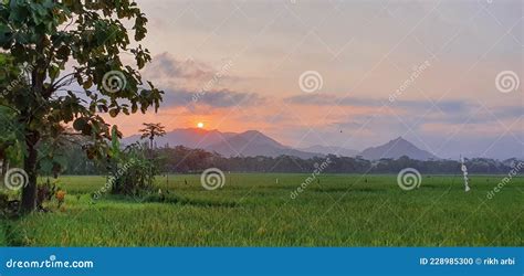 Matahari Sunrise Di Sawah Desa Stock Photo Image Of Sunrise Desa