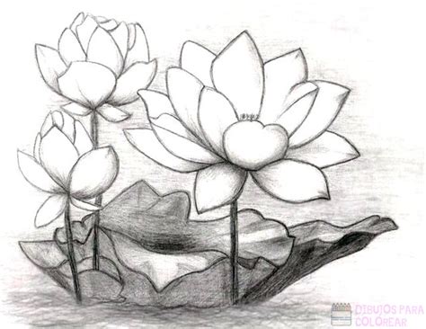 ᐈ Dibujos de flor de loto【+1000】Para colorear Hoy