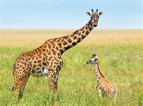 giraffes are in danger of extinction—help save them