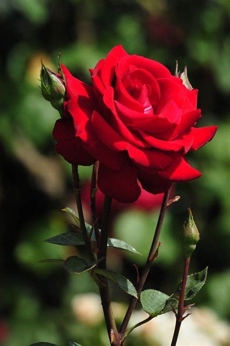Download Bunga Mawar Cantik Terbaru