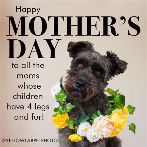 Happy Mothers Day To Fur Moms — Yellow Lab Pet Photographer Happy