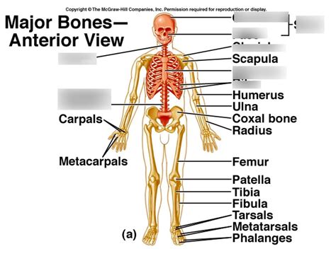 Major Bones Of Axial Skeleton Diagram Quizlet
