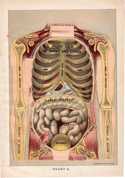 Mastery of anatomy requires a fair amount of memorization and recall skills. 1901 human anatomy original antique medical organs print ...