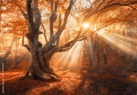 Magical Old Tree With Sun Rays In The Morning Amazing Forest In Fog Colorful Landscape With