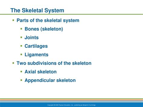 The Skeletal System Ppt Download
