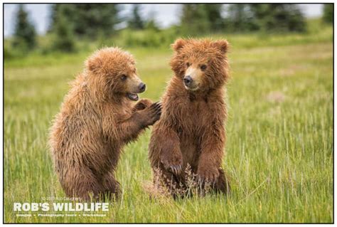 Playful Grizzly Bear Cubs Print Bear Photography Baby Etsy