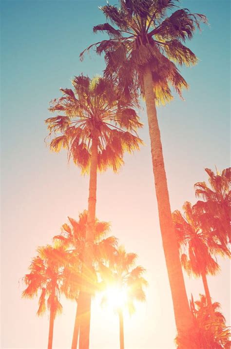 Summer Time Background Summer Palm Trees Hd Phone Wallpaper Pxfuel