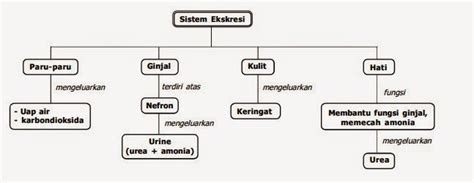 Contohnya saja adalah pengetahuan yang lebih mengenai teknik produksi dan lain sebagainya. Sistem Pengeluaran (Ekskresi) | Pintar Biologi