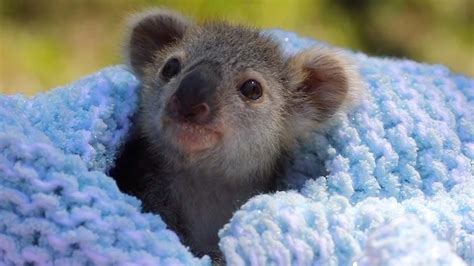 Adorable Baby Koala Rescued Youtube