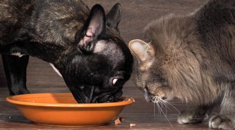 Talking with your vet about the cat food you provide and following the directions on the. Can Dogs Eat Cat Food? What Happens When They Do?