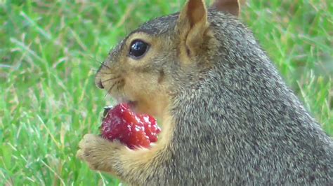 We did not find results for: ¿Qué comen las ardillas? - Cuanto viven los animales