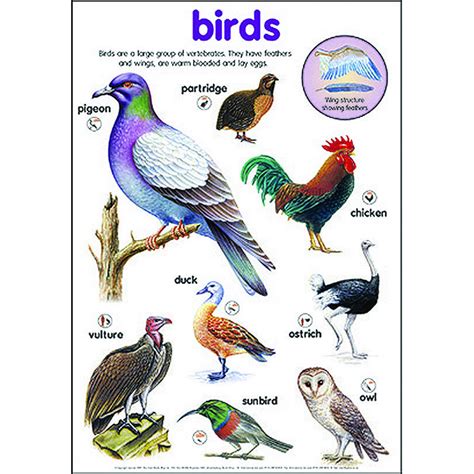 Birds Poster Smart Learn Educational Resources