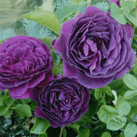 Фиолетовые розы сиреневые лиловые розы фото сорта