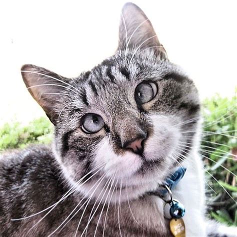 Spangles The Cross Eyed Cat Becomes A Facebook Star Cross Eyed Cat