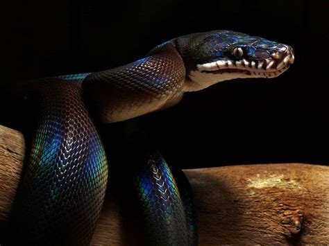 White Lipped Python White Lips Pet Snake Reptile Snakes Snek Puppy