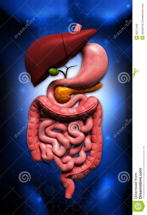 Human digestive system stock photo. Image of illustrative - 36271440