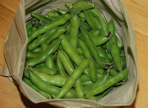 Sun beans foods industries sdn. Broad Beans 3 Ways | Healthy Home Cafe